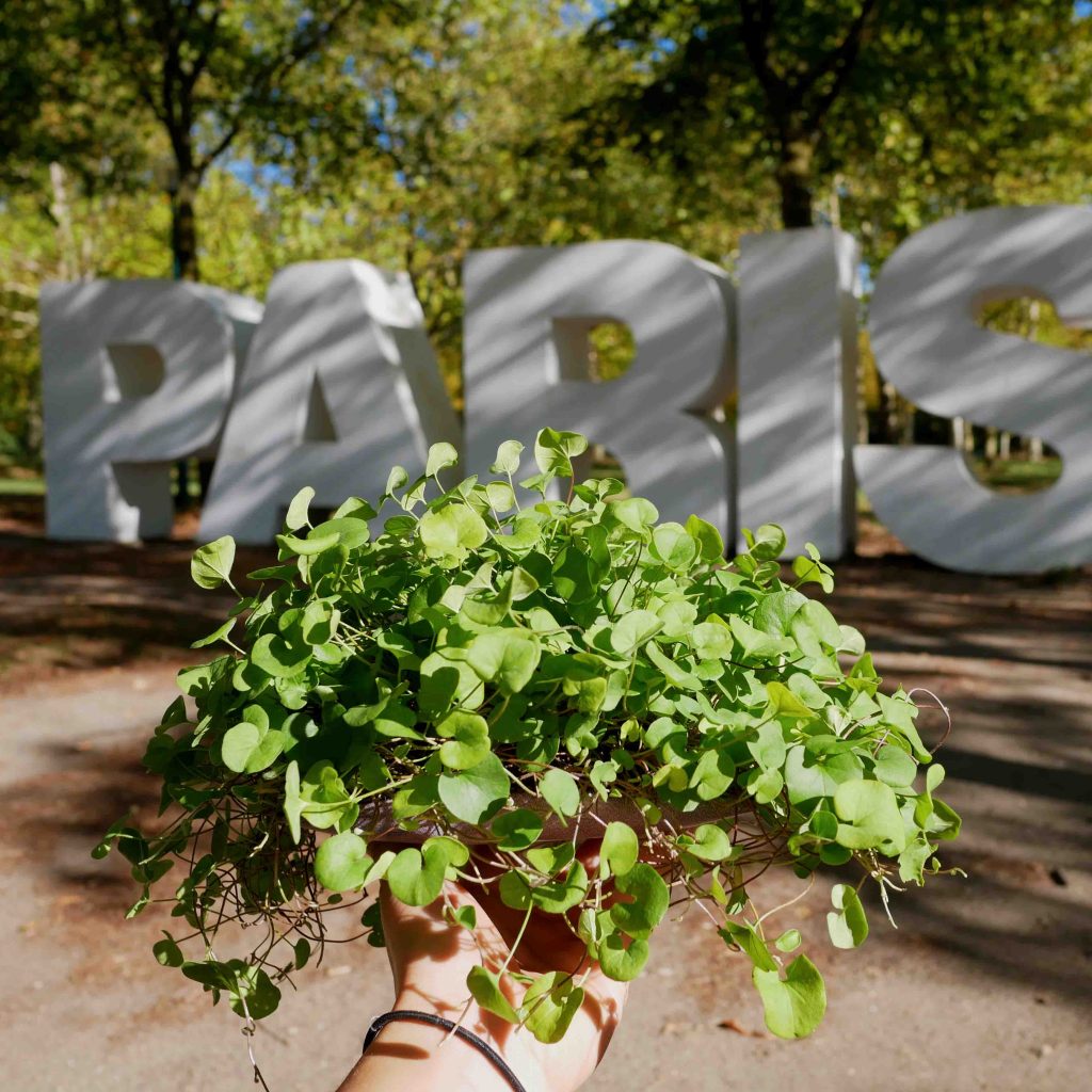 jeune pousse parisienne jeune pousse parisienne